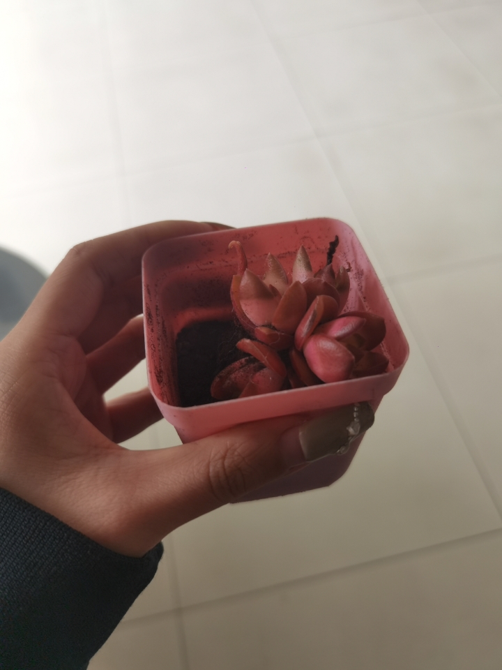 250407图书馆多肉植物