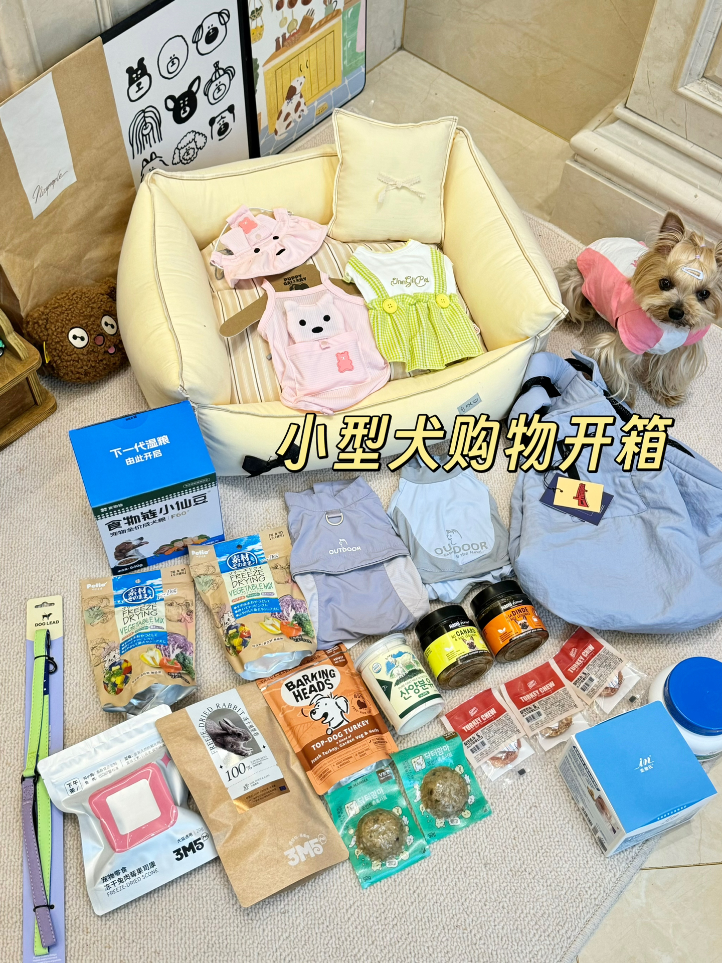 5月购物开箱来啦🛍️夏天来了给小狗买起来