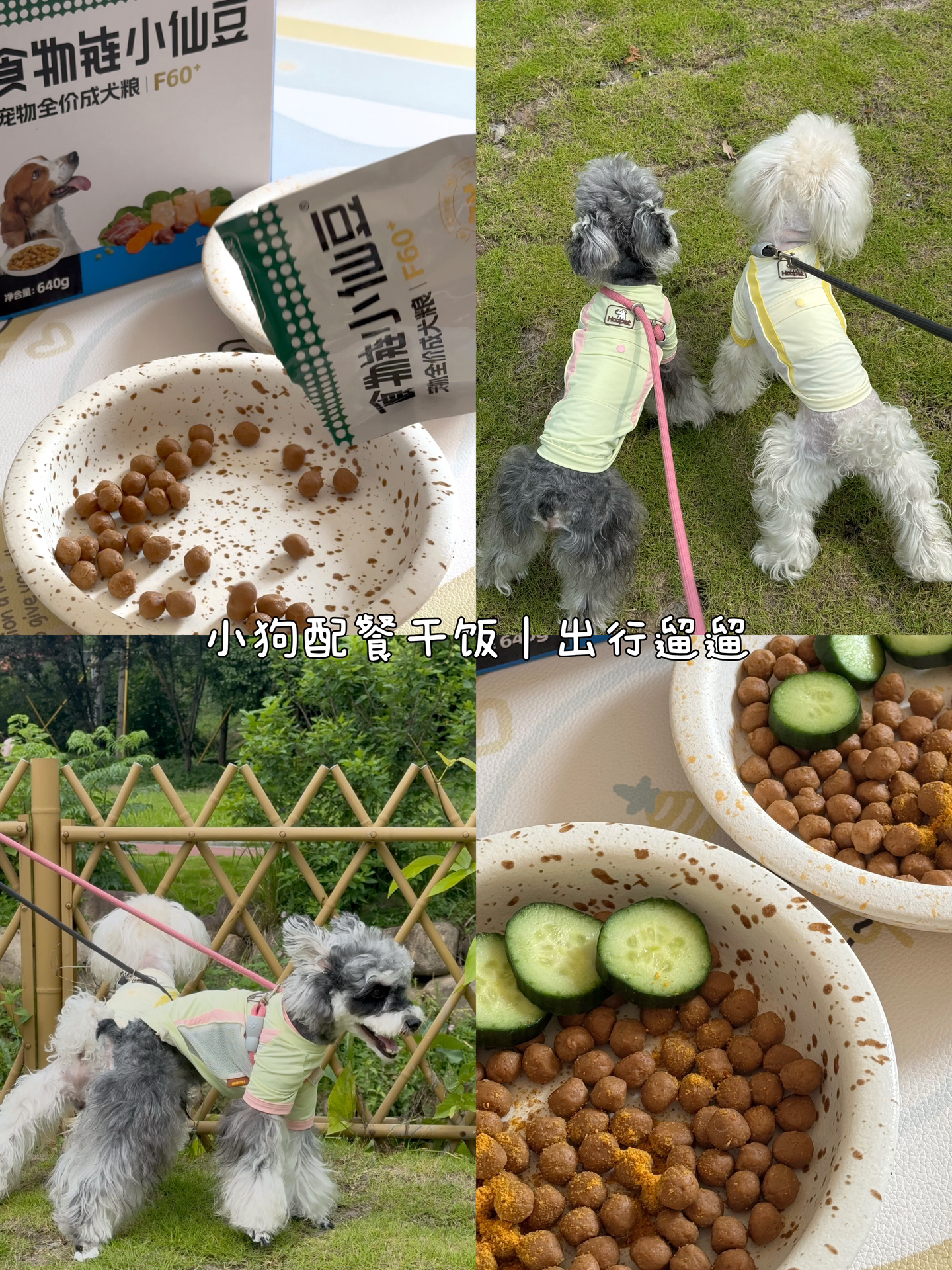 🍪🥪｜小狗除了吃喝睡玩还能干啥～
