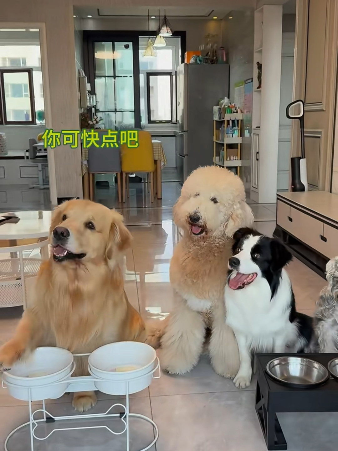 长毛黄真的是一个不折不扣的大吃货