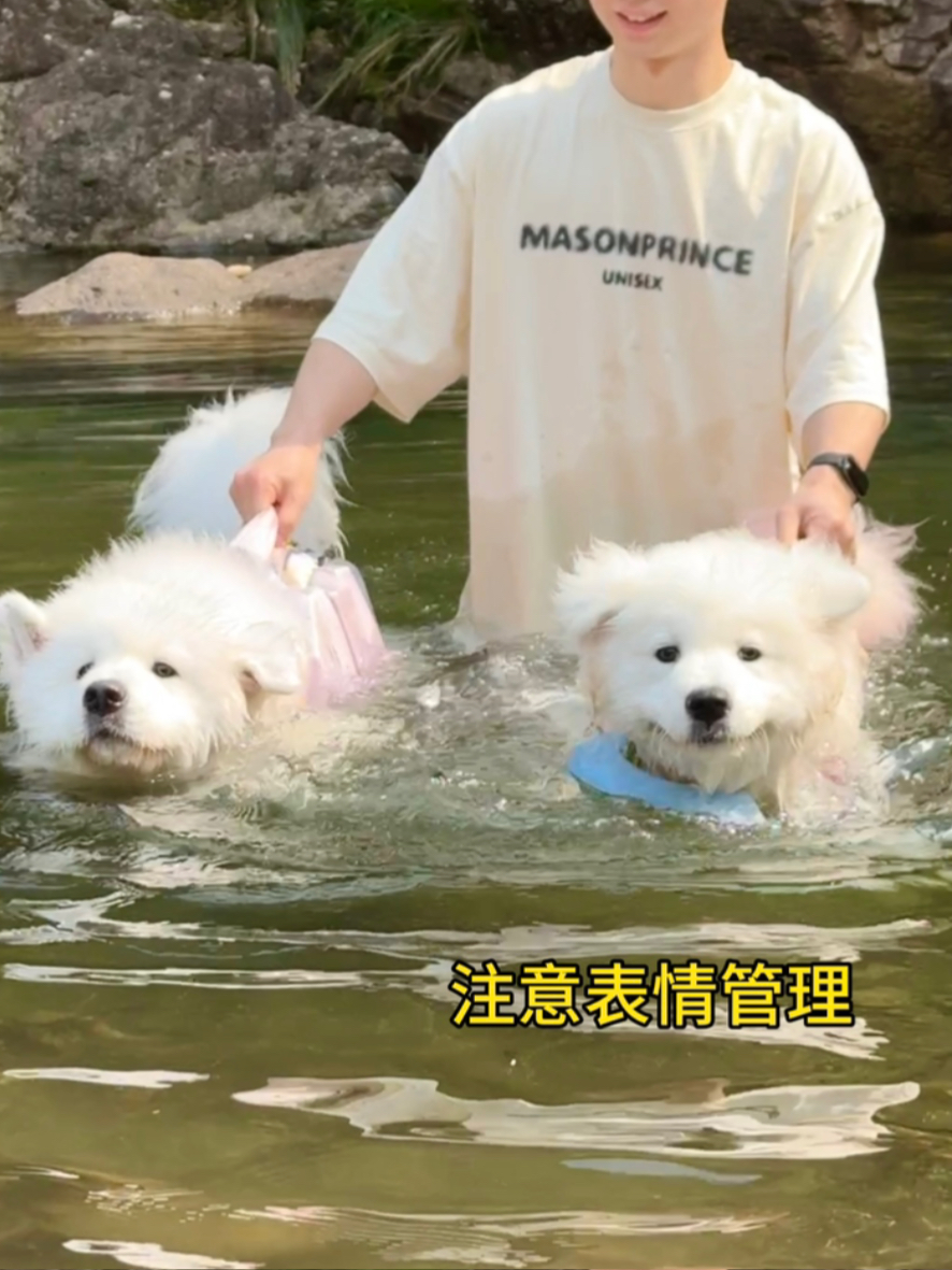 白毛浮绿水，狗掌拨清波！
