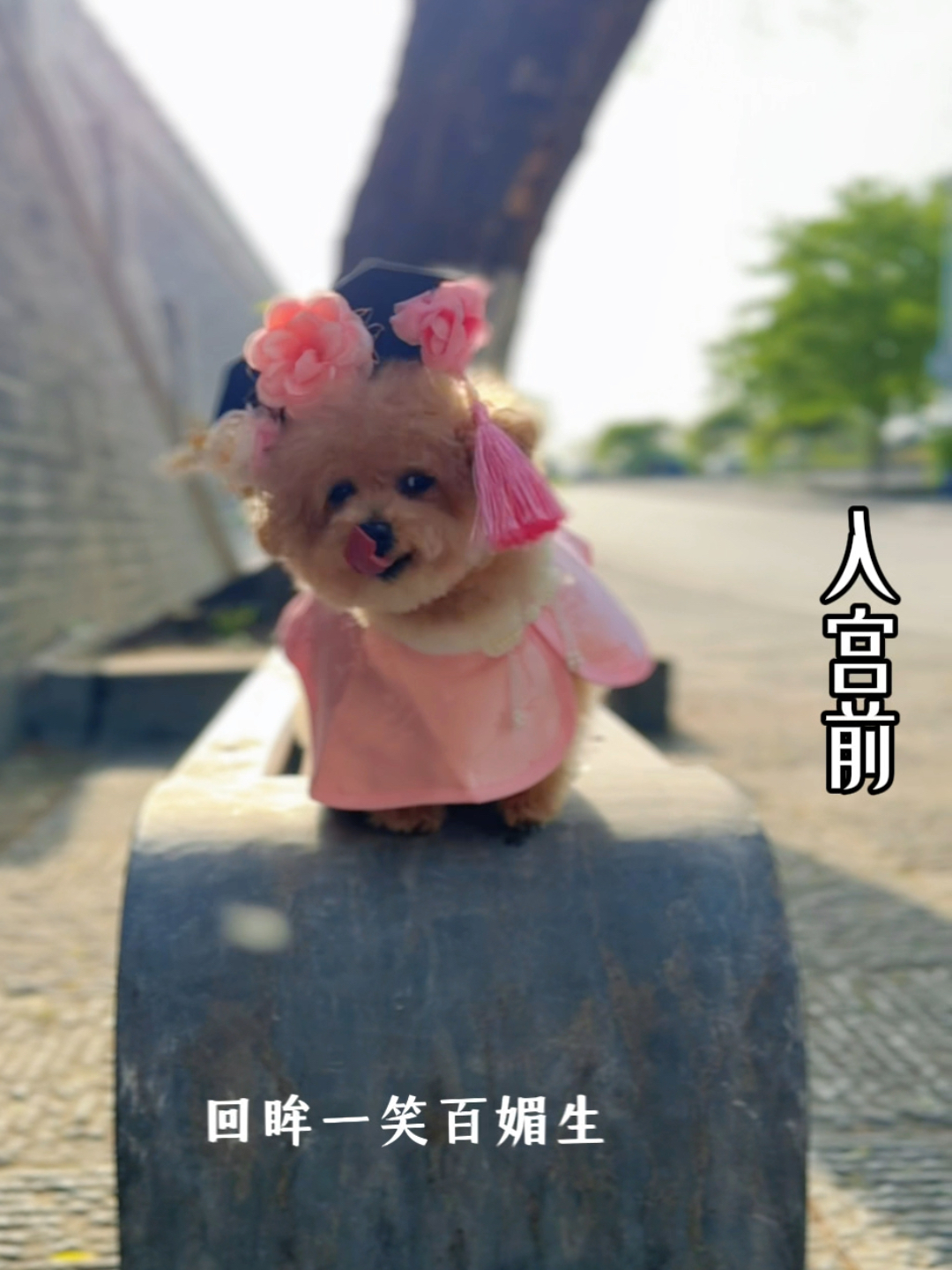 假如碎嘴子是嬛嬛…