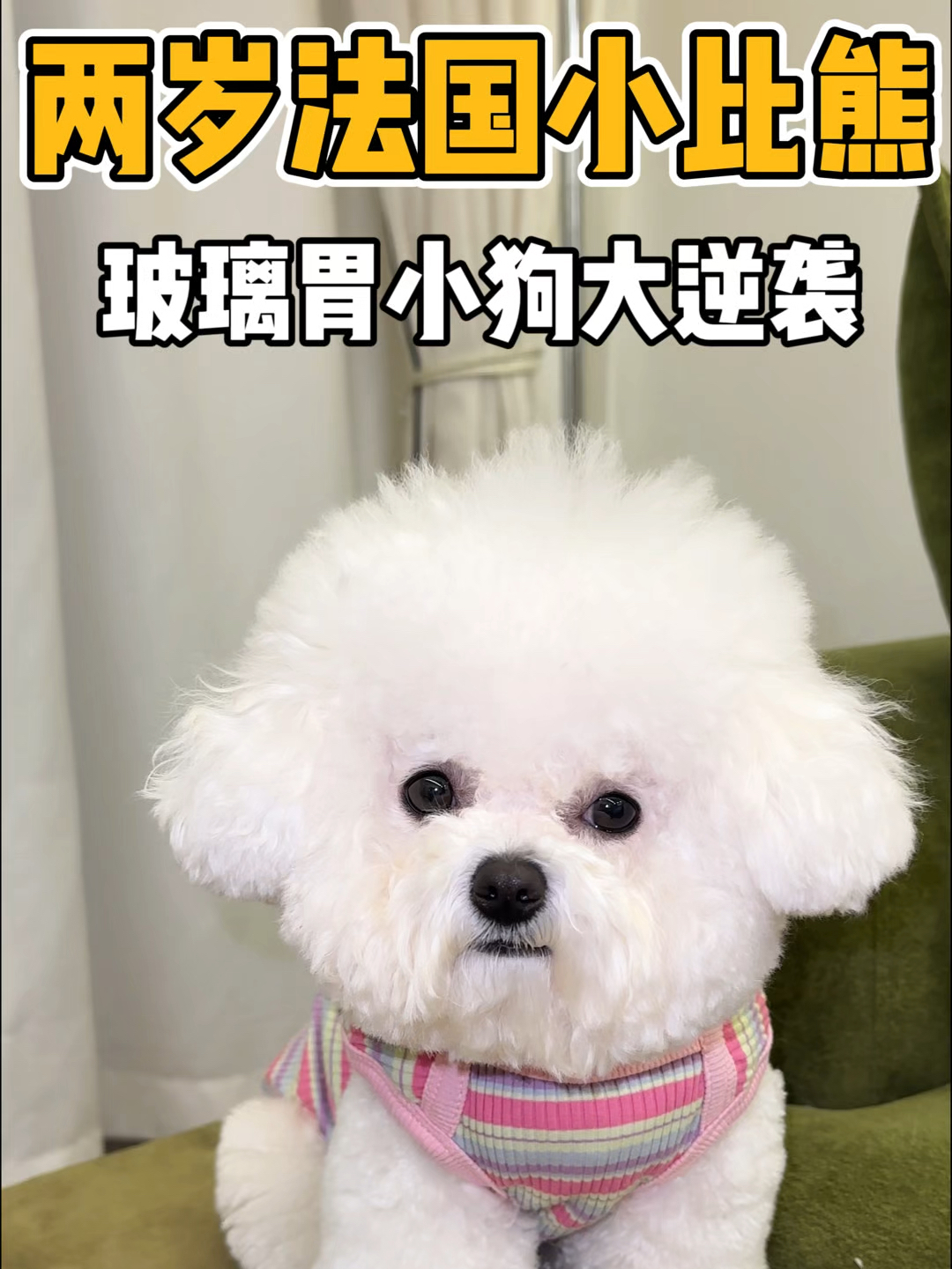 两岁法国小比熊玻璃胃小狗大逆袭