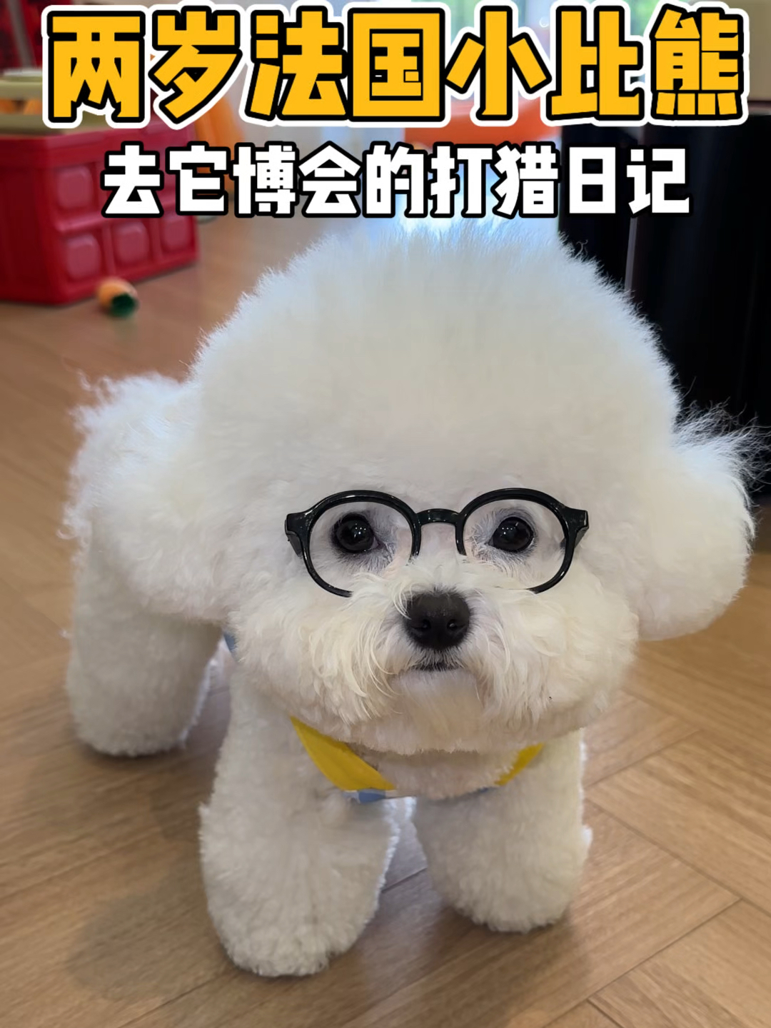 两岁法国小比熊去它博会的打猎日记