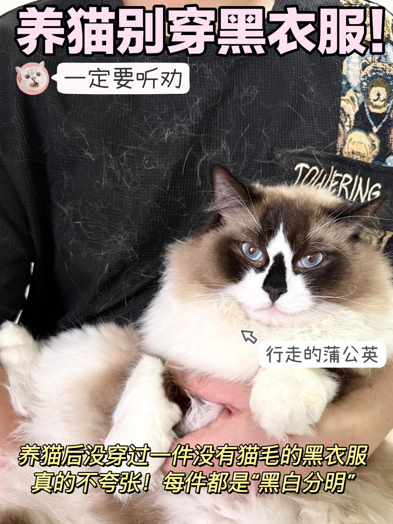 🚫养猫别穿黑衣服！红狗磷虾鱼油救我狗命！