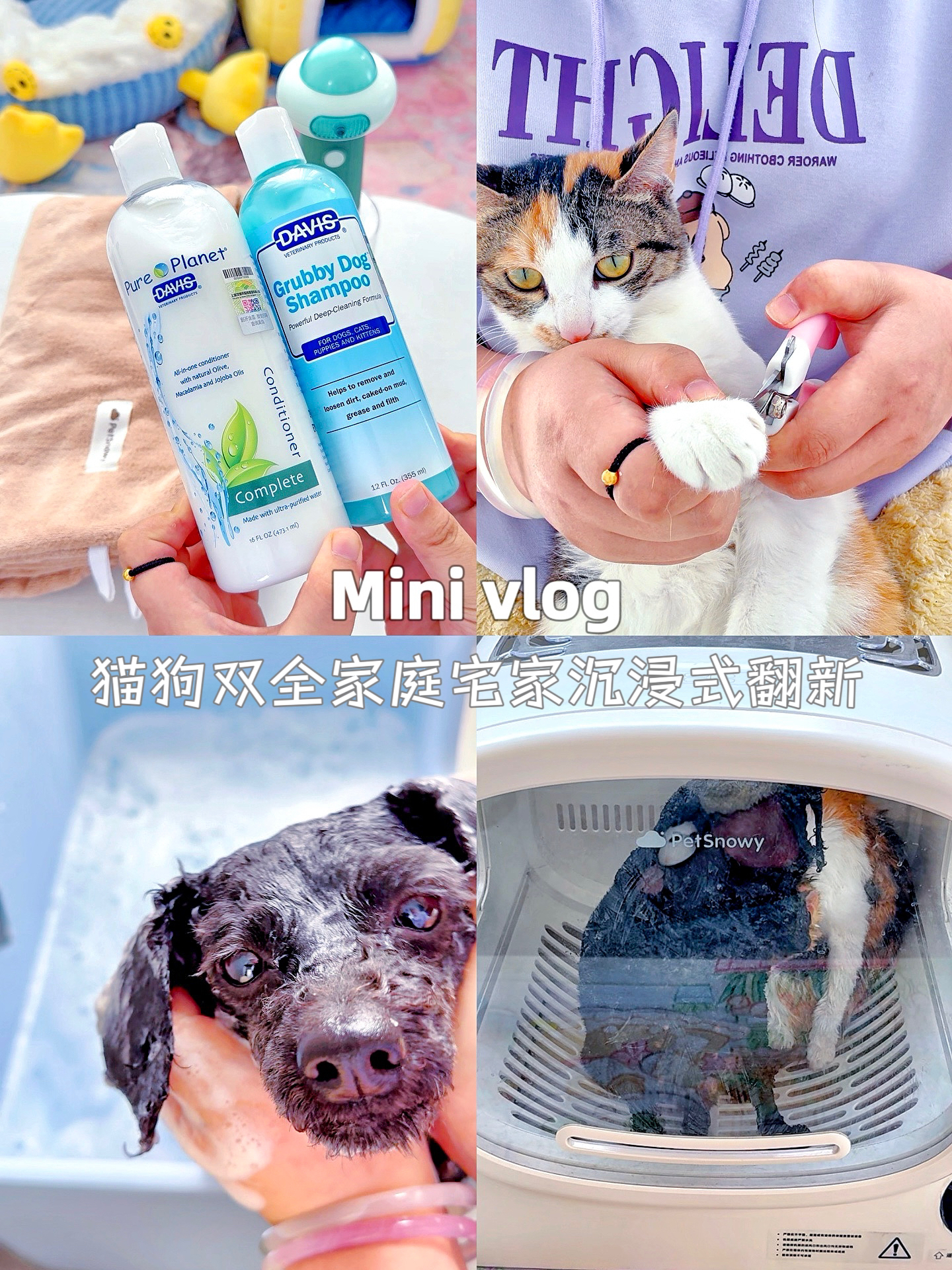 猫狗双全🐾宅家沉浸式翻新猫猫狗狗🛁