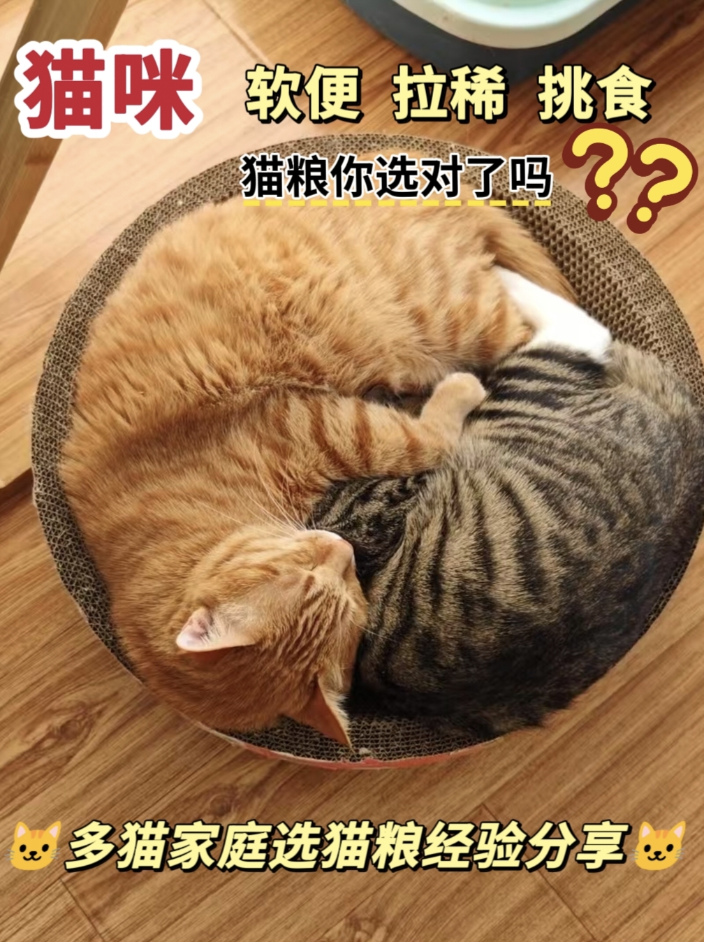 猫咪软便拉稀还挑嘴，20天成功逆袭~