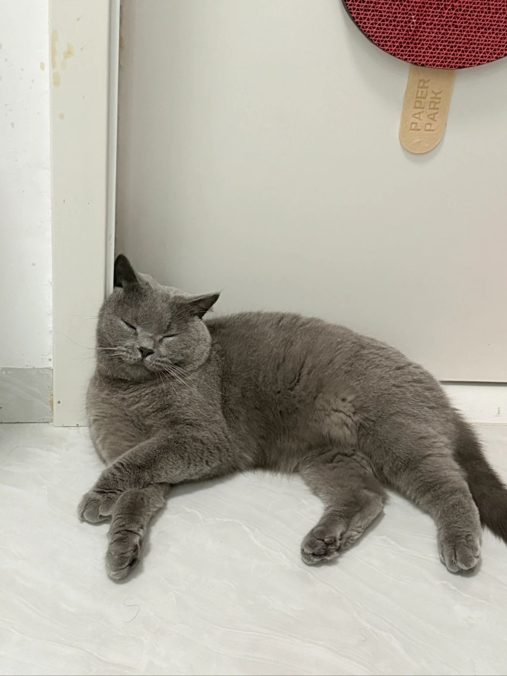 猫猫日记