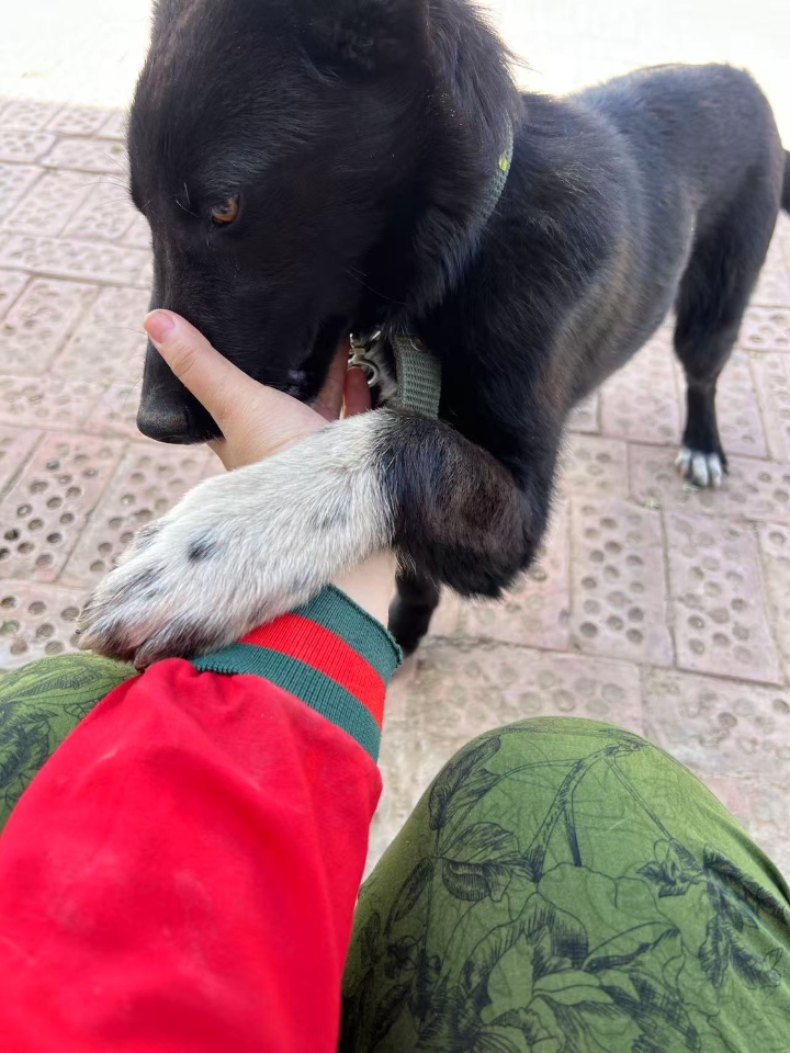 捕捉一只粘人小狗