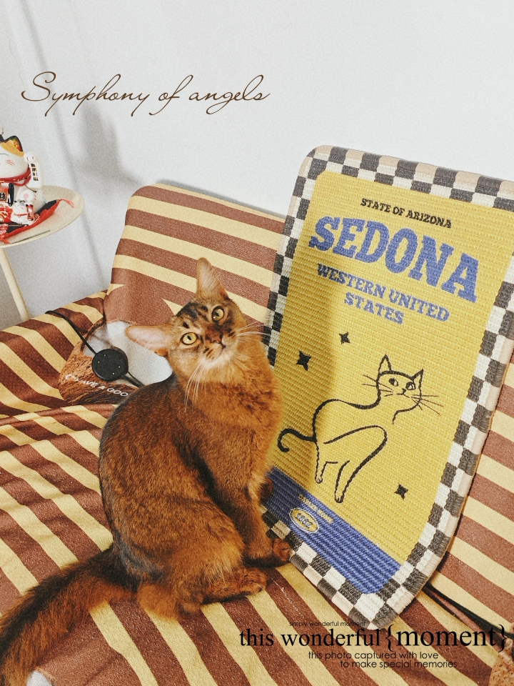 🐱也有复古美式猫抓板