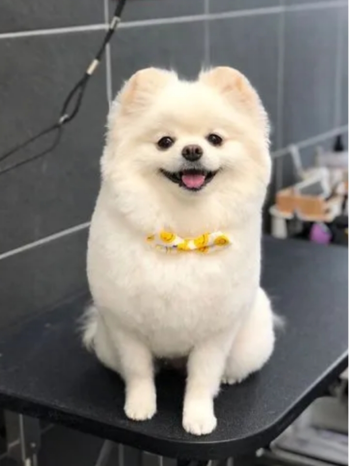 狗狗喜欢趴地板，可能要命！ 最近，我家狗狗老是喜欢趴在地板上 也没在意 --- 没想到狗子越来越严重了 到后来直接就站不起来了，还呜呜地叫，好像很不舒服 --- 带着狗子去了医院，医生说是神经炎 还说再来晚点狗子可能就瘫痪了，甚至没命也是有可能的 --- 那天晚上我家泰迪叫了好久才停下来，早上它又弓着背一个劲儿喘粗气，喘了好一会儿才缓过来。 我赶紧带着去检查。 做了一些检查后，结果除了血常规查出来...