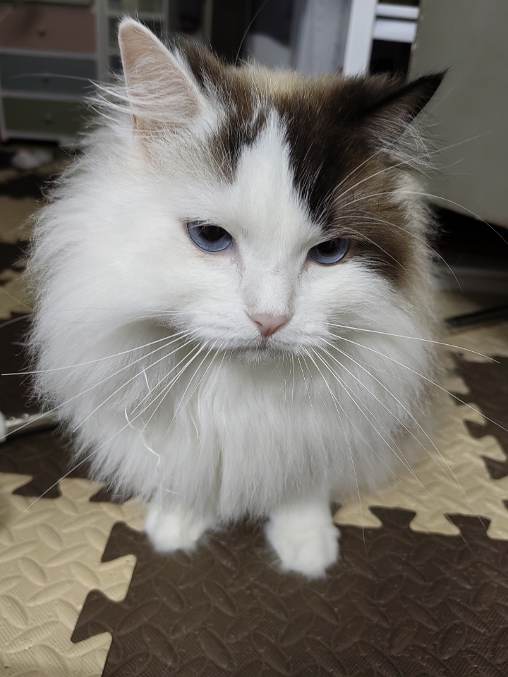 小猫咪的变脸瞬间，从生无可恋到傲视群雄，好像只需要抬个头就可以做到