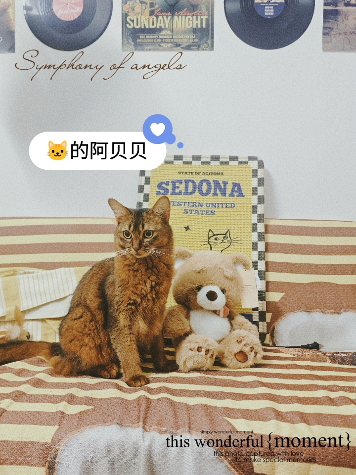 猫猫也喜欢毛绒绒的陪伴❤️