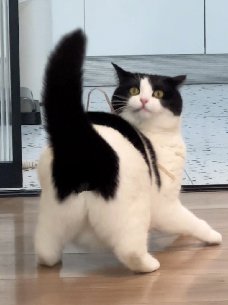 小猫咪哪里来的腰？！