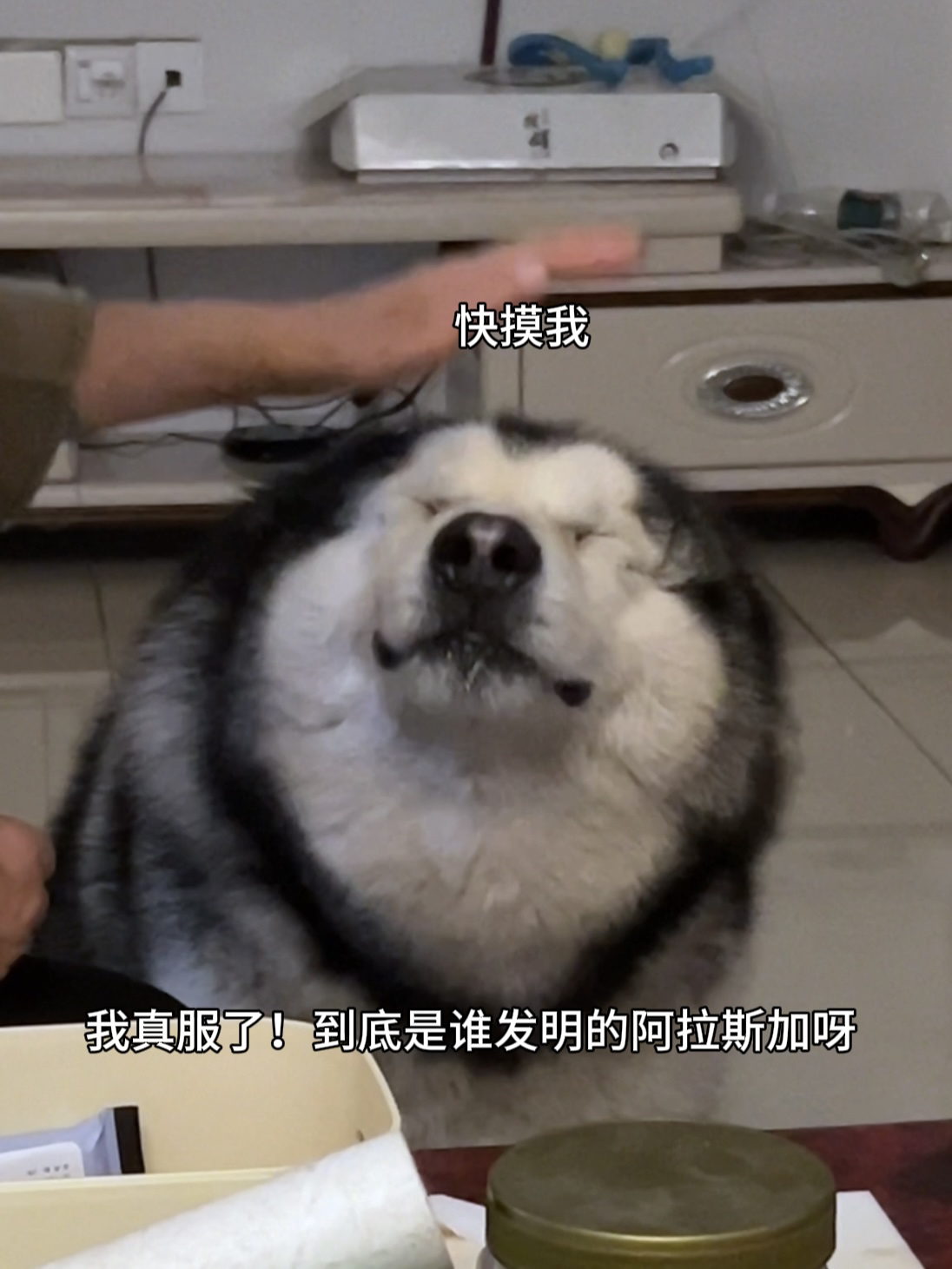 真服了！到底是谁发明的阿拉斯加呀！！