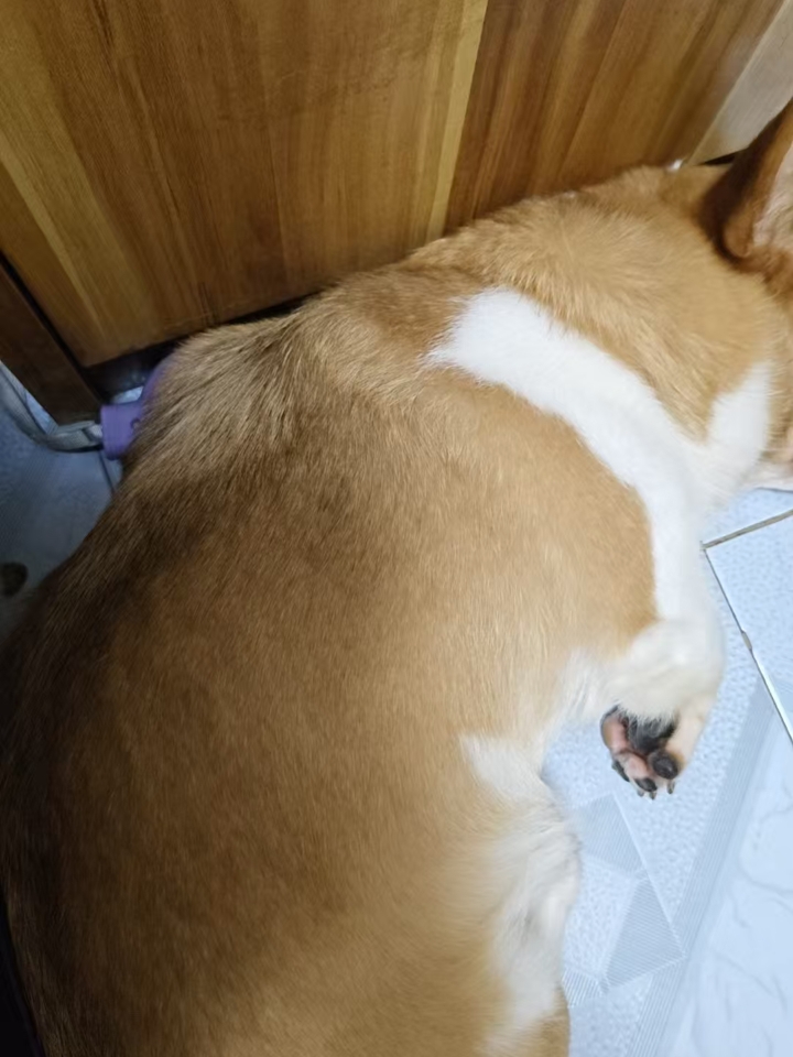犬猫狗狗都可以用的，我家的是，2岁了，女孩，食欲不振，没精神，一碰就叫。看小红薯其他博主分享，用了一段时间，现在活蹦乱跳的，准备在买些备着，神经炎是一种慢性命，易复发，我们在准备再调理一段时间 