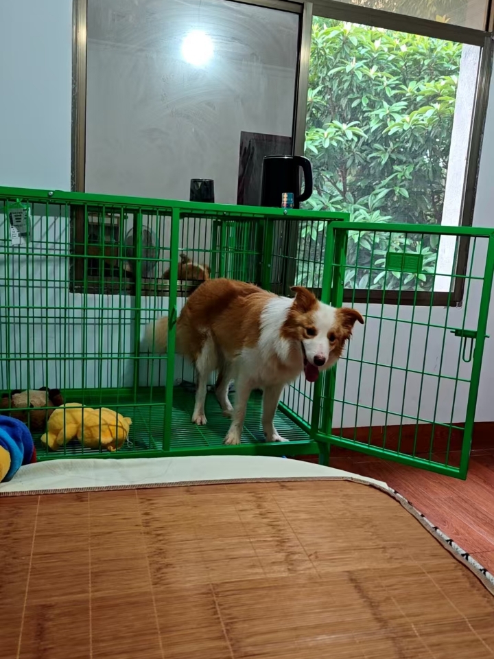 要去医院看看是不是中毒,如果不是中毒就很有可能是神经炎。要给狗狗吃维生素B1.12和大活络丸，再搭配复元定片来给狗狗调理身体，增加免疫力