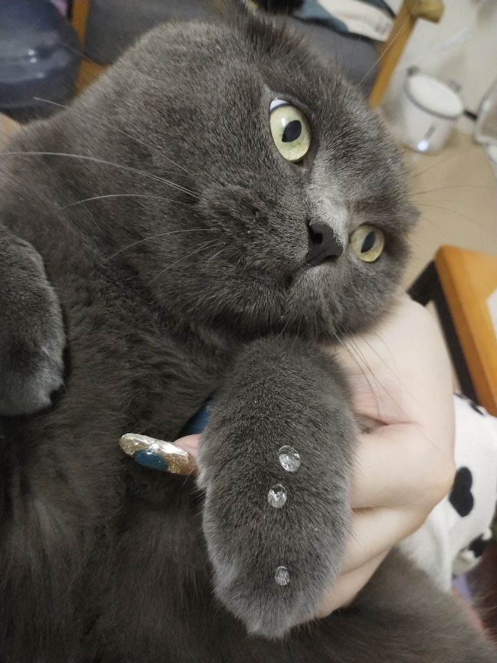 猫猫日记