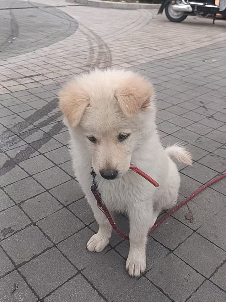 ♻狗狗神经炎的症状 起初的话是走路摇摇晃晃，后肢无力，不喜欢他人碰它，而且难以入睡等症状 ♻什么原因导致的 我家狗子因为从小就挑食，不喜欢吃水果蔬菜，我妈也就惯着它，长期的时间久了也就出事了，缺乏维生素B群+着凉受到刺激引起的 用药分享以及功效 ♻甲钴胺片（一次一片，一天两次）：营养神经，缓解周围神经麻木、适用于周围神经病变但不能长期服用 ♻复元定片（一次2粒，一天两次）：修复受损神经、加速神经系...