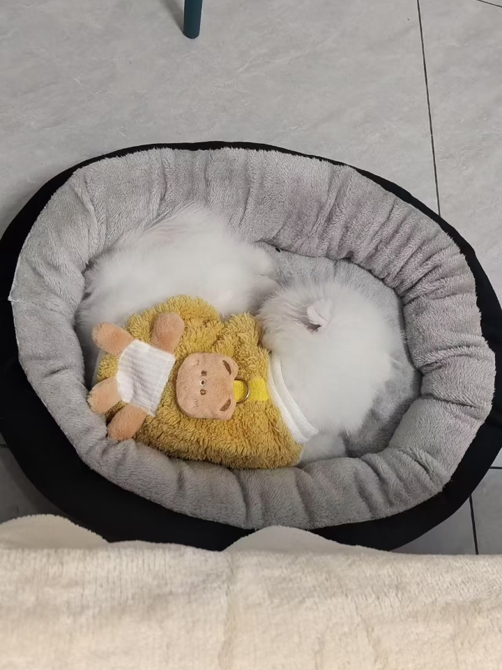 178种狗狗品种，你知道多少？ ⭕狗狗一生短短十几年，这十几年可能陪伴着你读书，工作，结婚，生小孩......但是陪伴不了你走到最后，很多人都承受不了这种生离死别。 ⭕大家都知道七八岁的狗狗相当于人年龄五六十岁，十岁的狗狗相当于八十岁的高龄人类，各种免疫能力下降，之前每天早晚我们都会带它出门遛弯大小便，但是前段时间它突然开始在家里小便很多次，当时还以为是它年龄大了，膀胱有点不自控，而且看它的便便和...