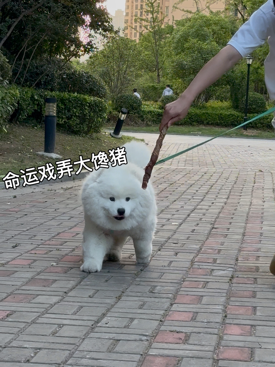 命运戏弄大馋猪！！！