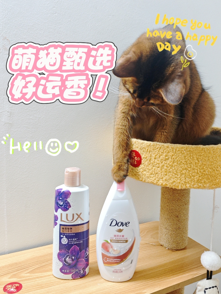 猫咪帮我选好运香！