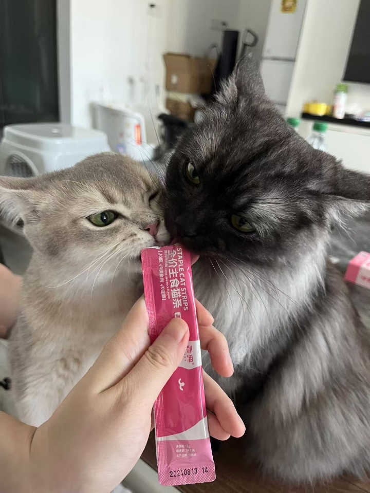 猫猫日记