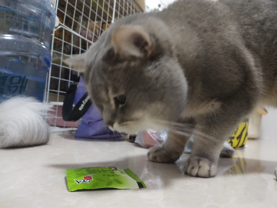 猫猫日记
