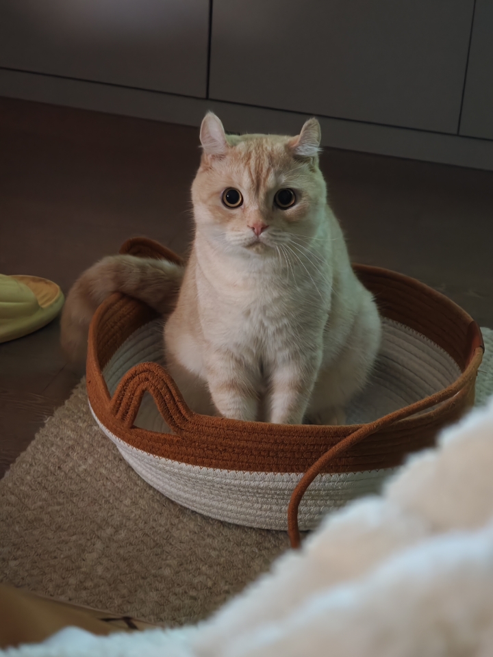 我的猫主子，在专属“宝座”上瞪着圆眼，像随时准备听我汇报的小监工。它那蓬松尾巴随意搭着，仿佛在说“这地儿归我，你别乱入” ，傲娇又可爱，是我生活里最软萌的小霸道。
