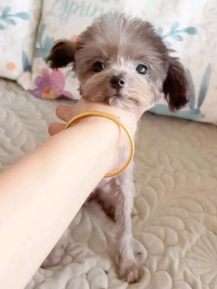 捡到一只神经炎狗狗，结束流浪生活 一个月前我在小区草丛 里面遇到了一只流浪狗，看到它的时候身上脏兮兮的，不知道流浪多久了，每天靠小区里面的哥哥姐姐给些剩菜剩饭活着，屁股都被粑粑糊住了。 - 听小区保安说这只狗狗 是几个月前就被抛弃在这儿了，不知道是谁把狗狗拴在了树上。 据一些有养狗经验的主人说，狗狗可能是有病，所以才被弃养了…… - 它平时真的很乖，我晚上下楼的时候会给它带点馒头、火腿肠啥的，喂了...