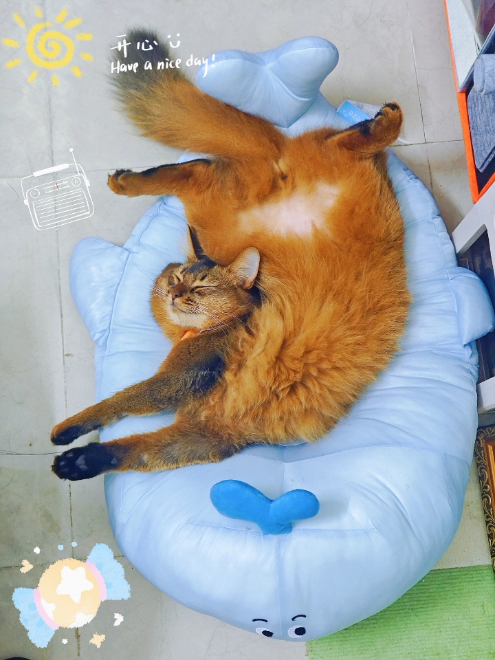鲸鱼猫窝测评~