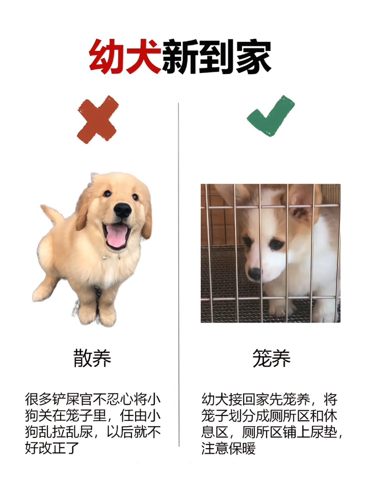 我家泰迪2岁了，之前身体一直都很好，在一个月前跟平常就会上蹿下跳的沙发上跳下来突然尖叫了一声，然后它就开始一直发抖，起初也没放心上，以为摔倒了也就没管那么多 - 后来尖叫次数越来越频繁，而且还时不时的发抖，当我意识到严重的时候它后腿无力，走路摇摇晃晃的，经仔细观察后发现有一个痛点在狗狗的脚上到肩膀的部位，不让碰，以按压就发抖，而且还会惨叫 - 刚开始以为是摔倒导致的骨折，就带去宠物医院做检查，做了...