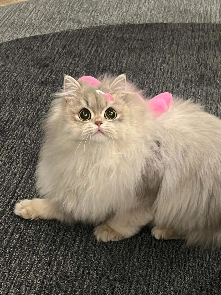 猫猫日记