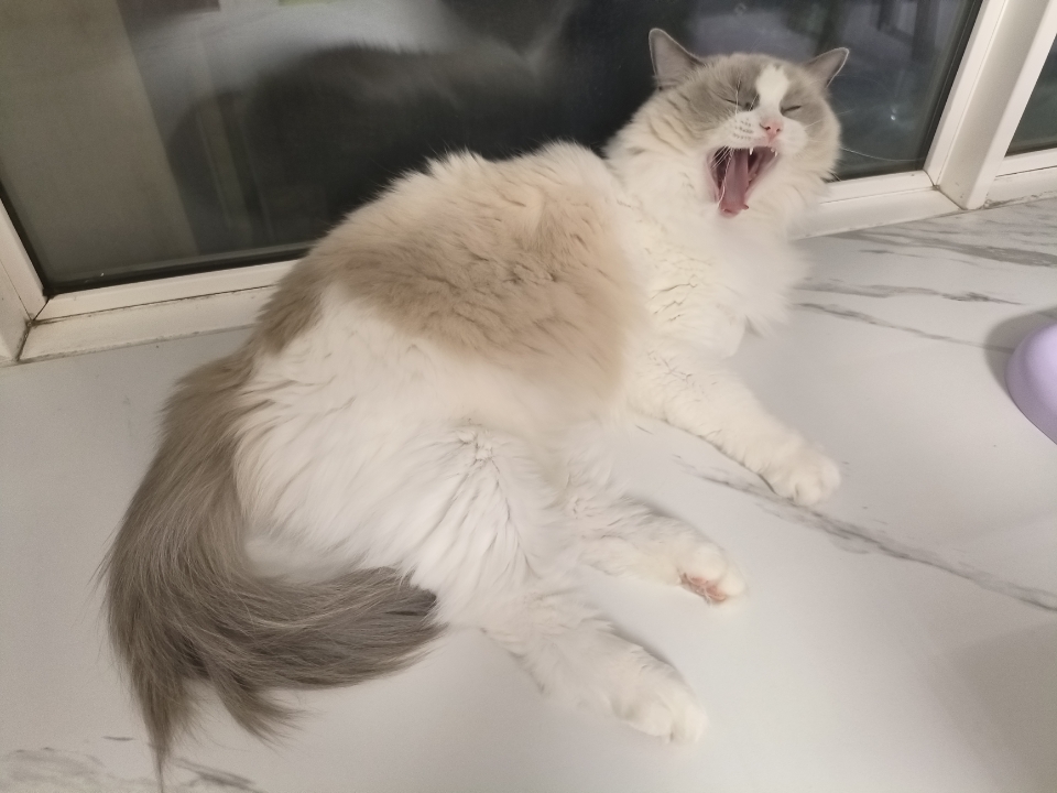 捕捉到灰灰打哈欠的瞬间，哈哈哈，大蟒蛇猫猫！嘴巴张这么大的呀！太吓人了！