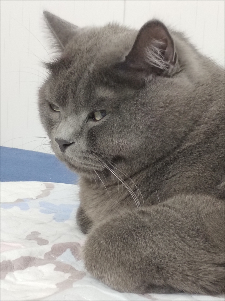 猫猫日记