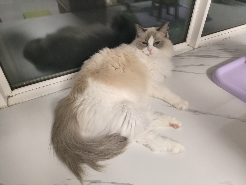 可爱小灰灰，软萌软萌的小猫咪，太好rua了，软fufu，香喷喷，超可爱小猫咪。