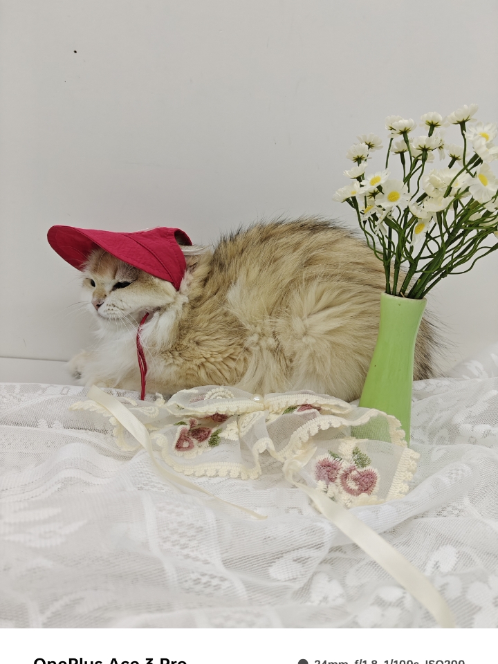 Pettention宠物遮阳帽👒测评
