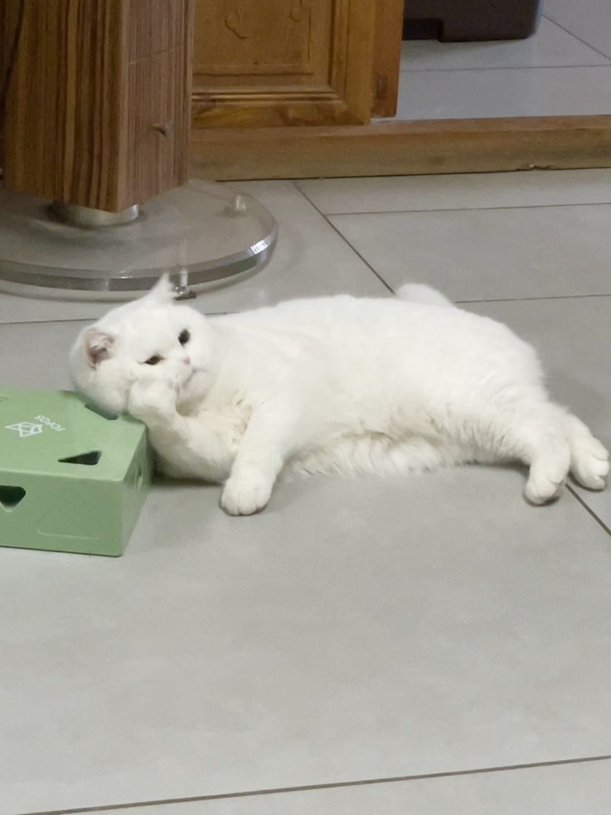 养猫就是在养小时候的自己