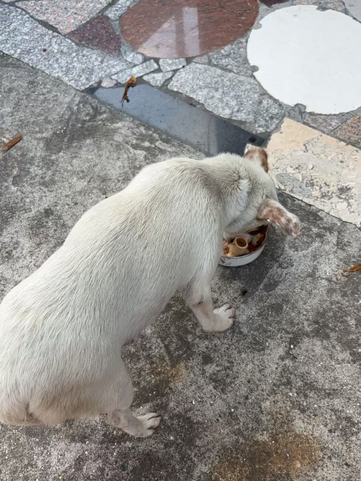 ➡猫猫神经炎是一种常见的疾病，其主要症状包括四肢无力或者后腿无力、精神状态差，歪头，弓背，难以入睡、走路一瘸一拐，一碰就叫甚至不碰也发出疼痛呻吟等。 严重的猫猫神经炎会导致猫咪突然瘫痪，甚至大小便失禁和发烧等症状。 ➡猫猫神经炎的成因有很多，最主要的是营养不良，尤其是缺乏维生素B群（如B1、B6、B12）。其他可能导致神经炎的原因包括脊髓损伤、癫痫、外伤刺激（如着凉、中暑、惊吓等）和犬瘟后遗症等。...