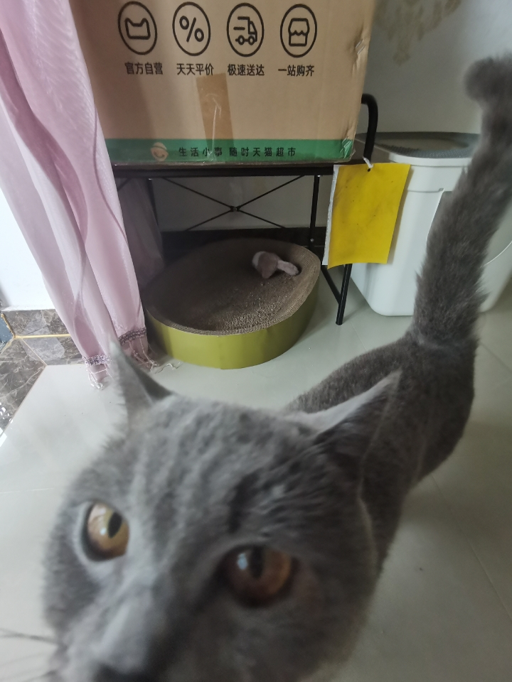 250712妹猪新玩具