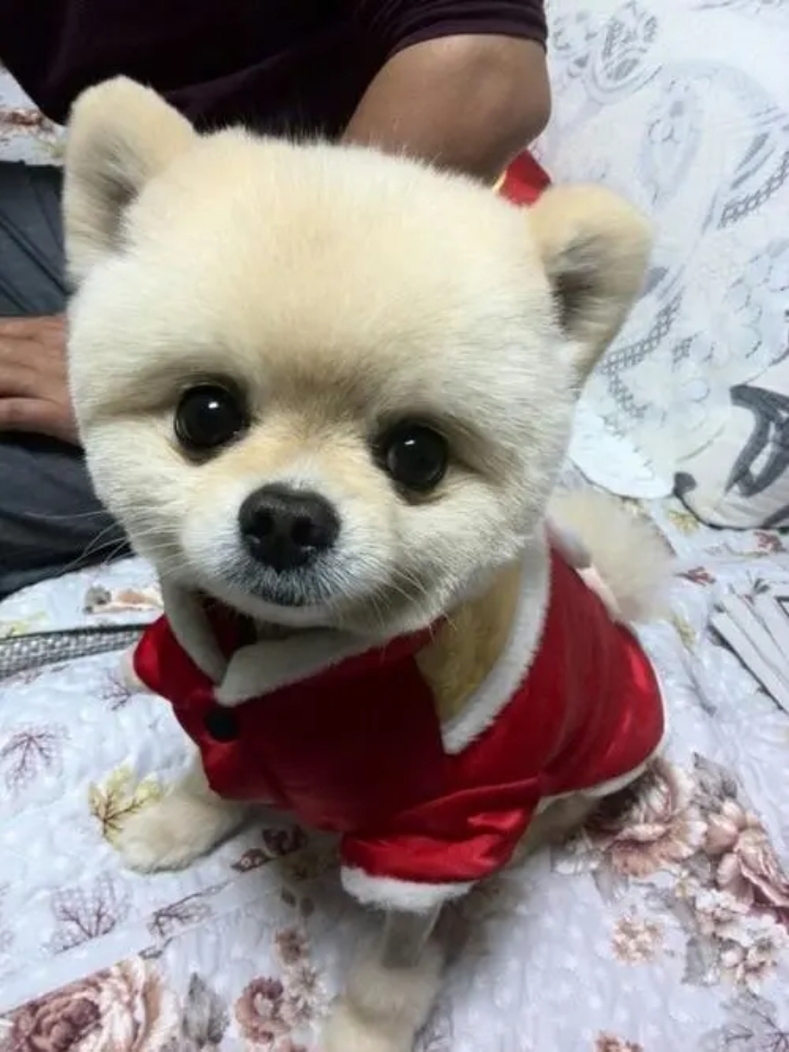狗狗神经炎？了解这些就够了！ 一、犬神经炎用药方法？ ✅维生素B1,B12：补充神经营养、维生素 ✅甲钴胺：缓解神经疼痛，调节神经循环 ✅复.元.定.片：修复受损神经、促进神经细胞再生 ✅大活络丸：舒筋活络、活血化淤 ✅速诺：消炎 - 二、狗狗神经炎病因！ •犬神经炎是犬的动物性或植物性的神经出现的炎症;而根据受损伤的神经位置不同，所表现出来的症状也不同 •运动神经受损会导致肌肉的控制出现问题，继...