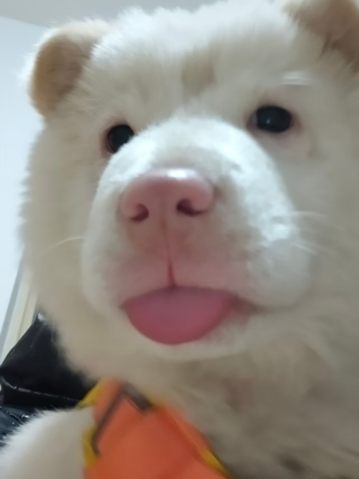 我家狗子前段时间也是这样后来去医院检查出来是神经炎，幸好是前期，喂了一个疗程的.复元定片和大活络丸＋维生素甲钴胺片，现在已经恢复的差不多了