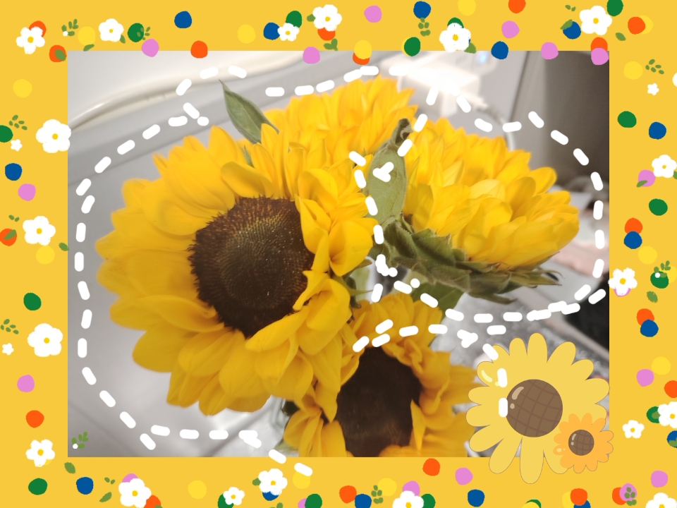 日常|向日葵🌻