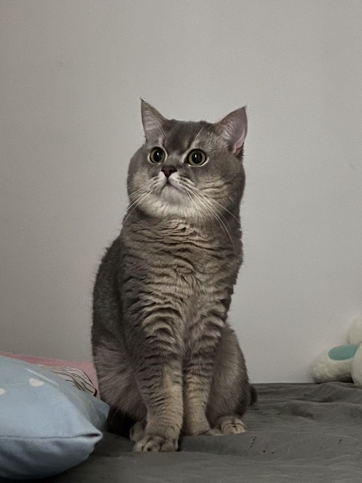 猫猫日记