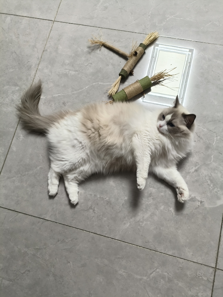 一回家就看到灰灰躺在地上，好肥美的小猫咪，爱了爱了，狠狠的rua了一把胖乎乎的灰灰，手感真的太好了。