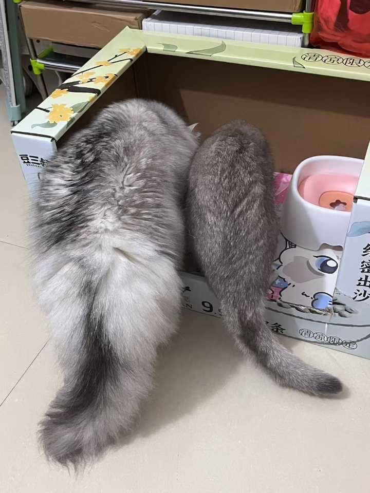 猫猫日记