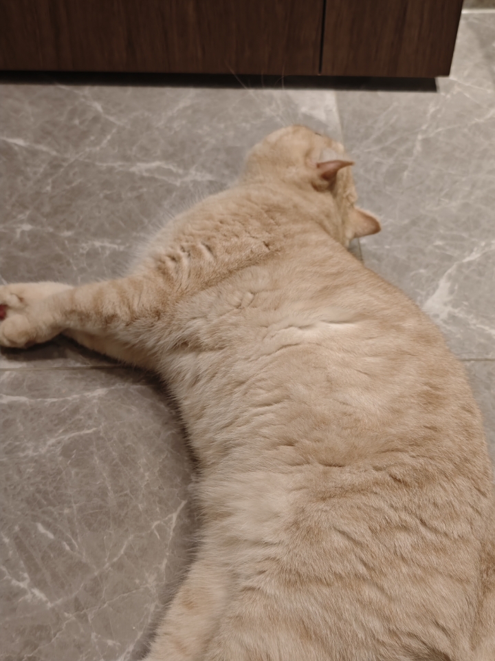 小懒猫开启“贴地长眠”模式，肚皮随着呼吸轻轻起伏，小爪爪随意一搭，仿佛在宣告：这地儿，本喵今儿个承包当睡床啦，谁也别想吵醒我晒太阳的美梦～