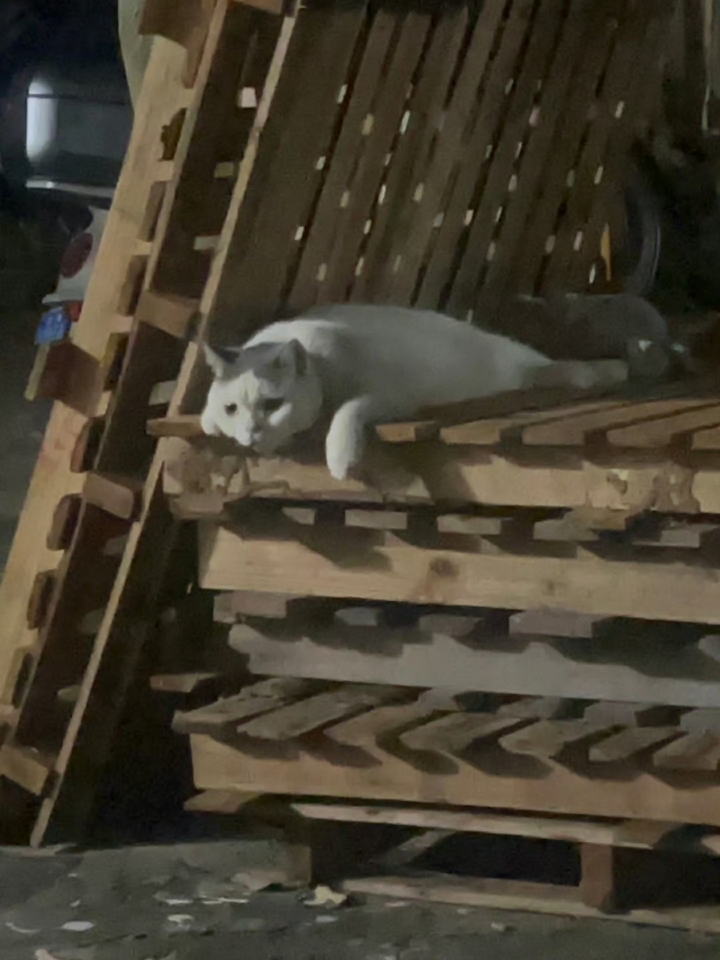 不想上学我也想做猫