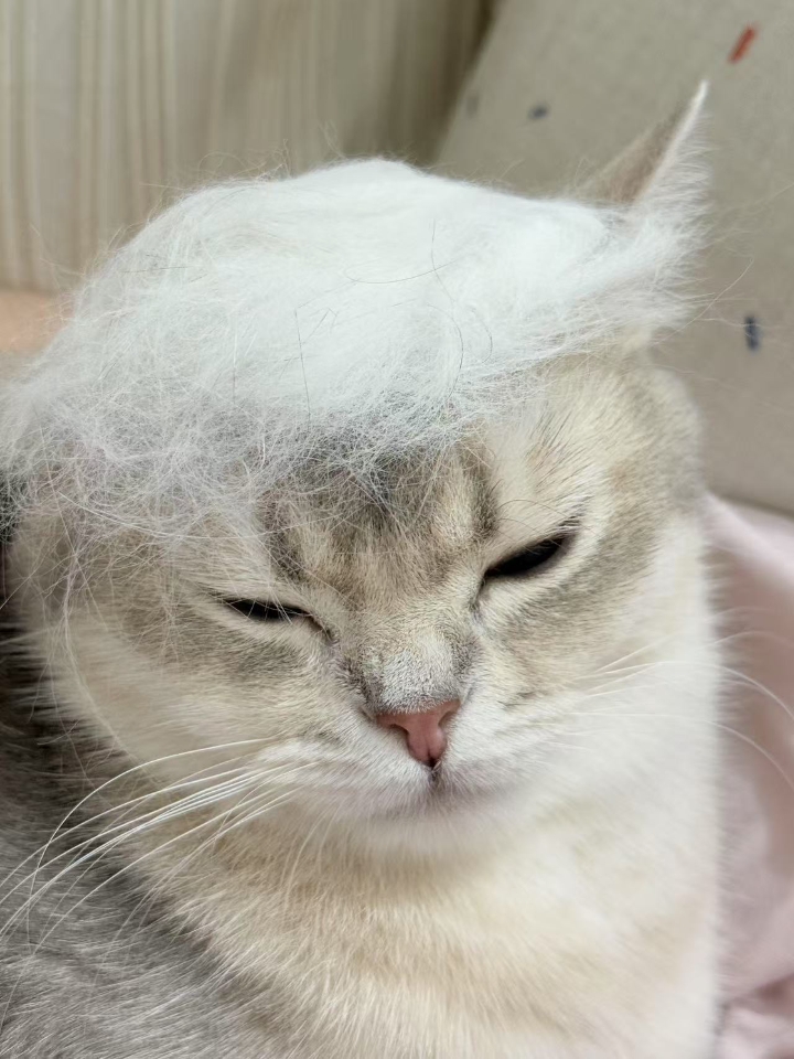 猫毛🧢