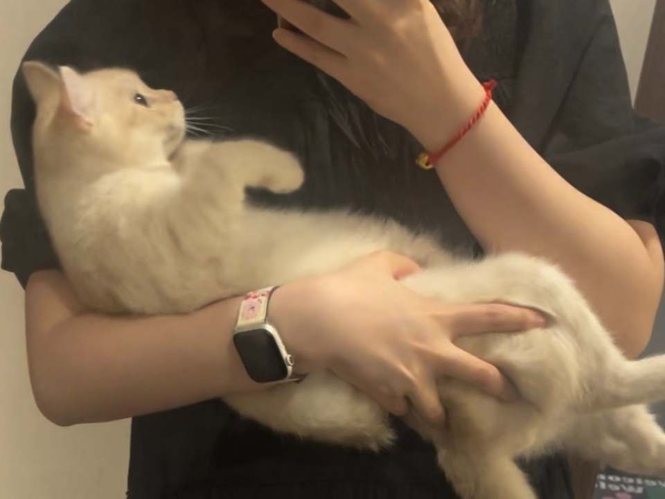 被猫猫选中的一天，怀里揣着软乎乎的小宝贝，连空气都变得黏黏甜甜，幸福超标啦✨